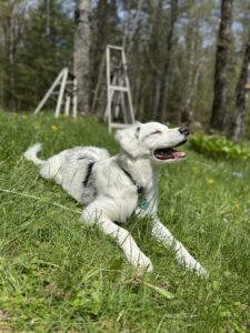 Blind dog lying outside & smiling