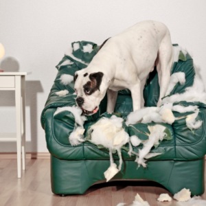 Boxer dog destroying a chair.