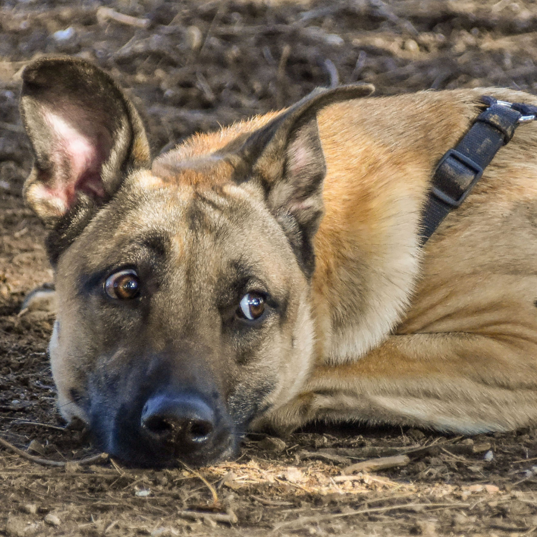 German Shepherd dog looking worried