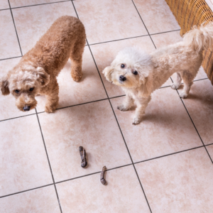 2 dogs looking worried about pooping indoors