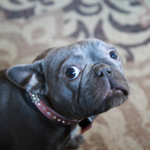 Worried French bull dog