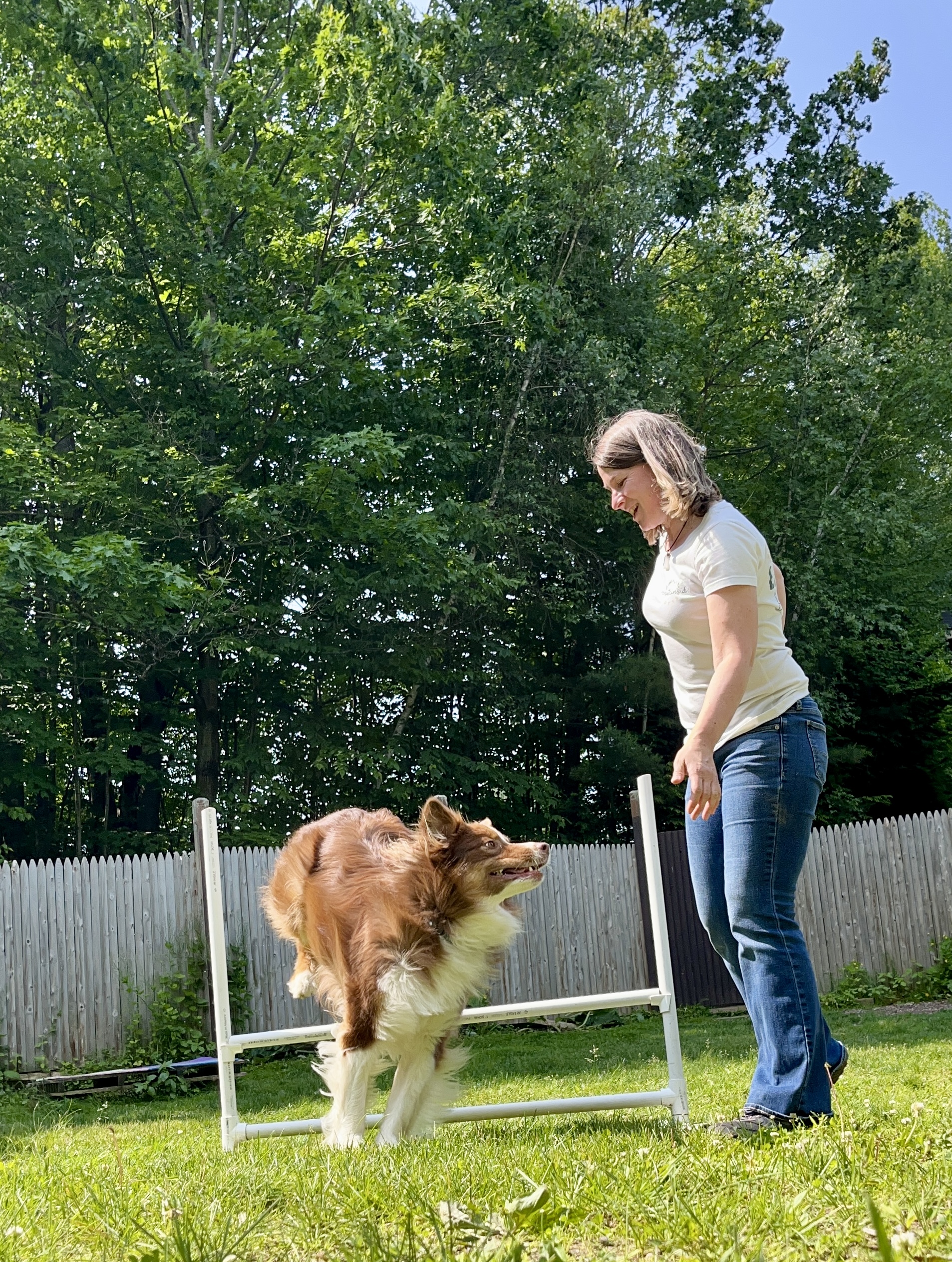Bo jumping Teenage dog in a play bow