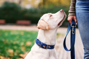 Labrador looking to owner in communication