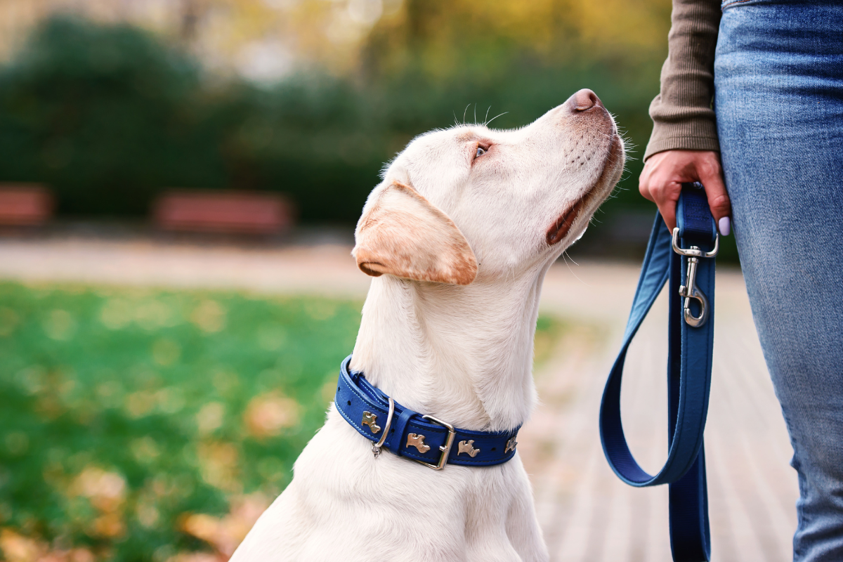 Labrador looking to owner for instructions