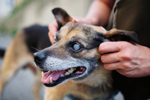 Senior dog with cloudy eyes receiving ear rubs as communication from handler