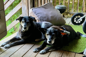 2 senior black dogs lying down