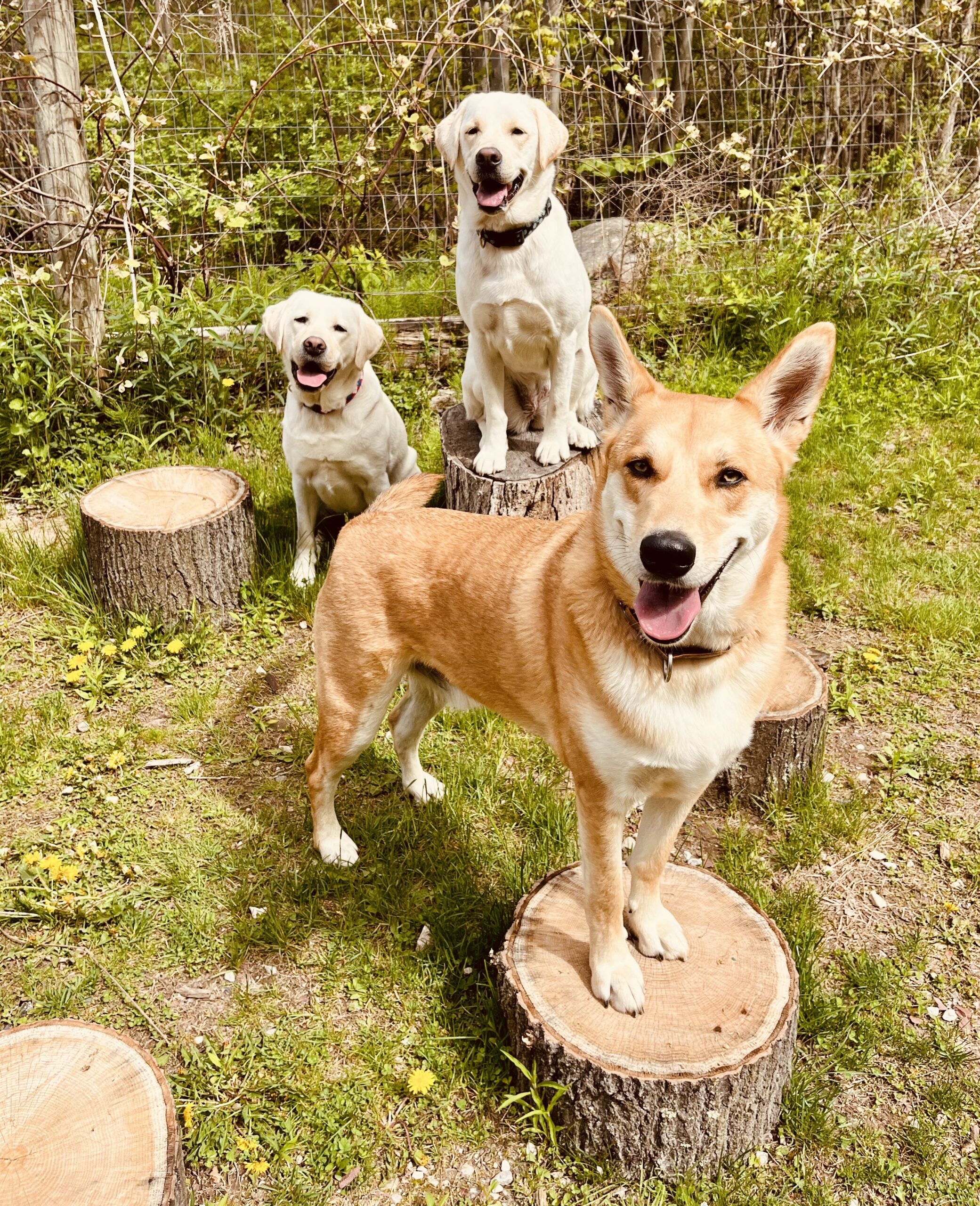 Stump jumps Teenage dog in a play bow