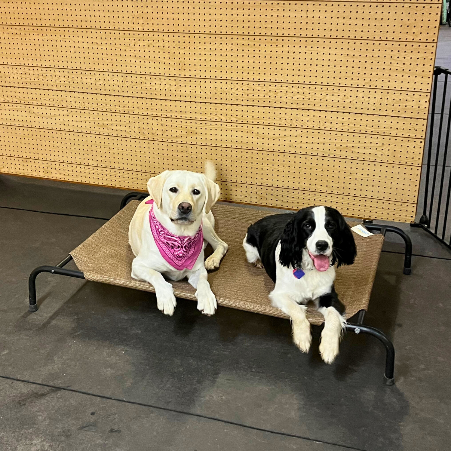 Labrador & Springer lying on mat together