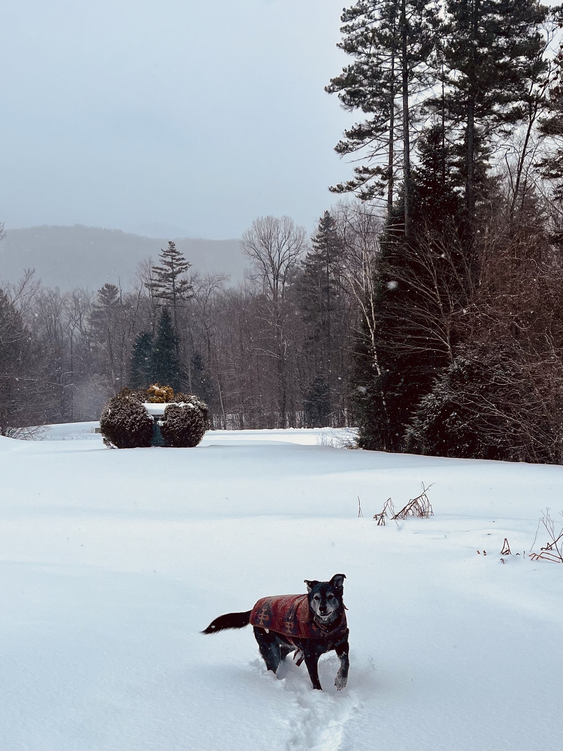 Handsome black dog running in snow