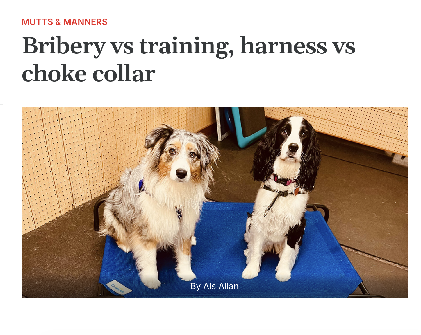 Photo of Australian Shepherd and Springer Spaniel wearing harnesses