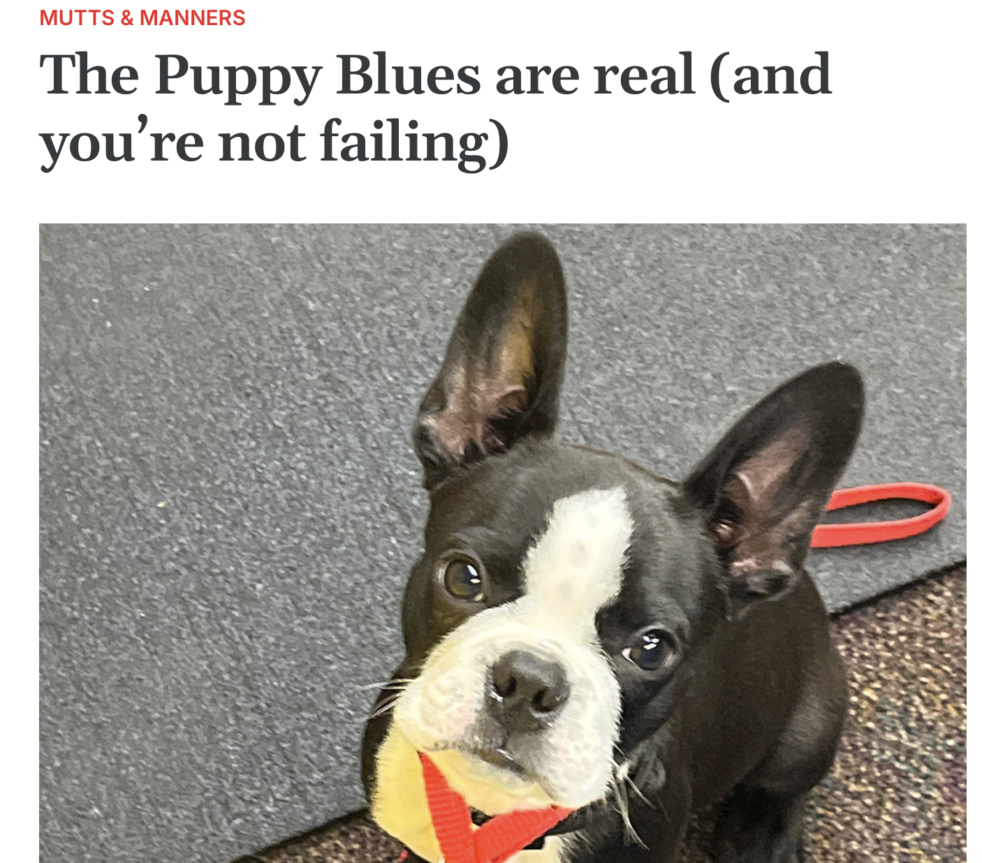 Photo of French Bulldog puppy