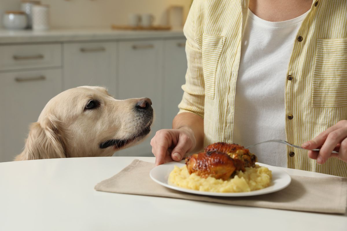 Labrador begging for food at table