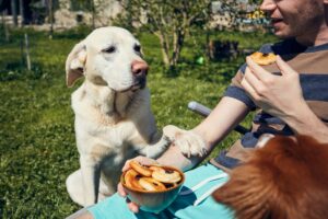 Dog with paw on person at table 