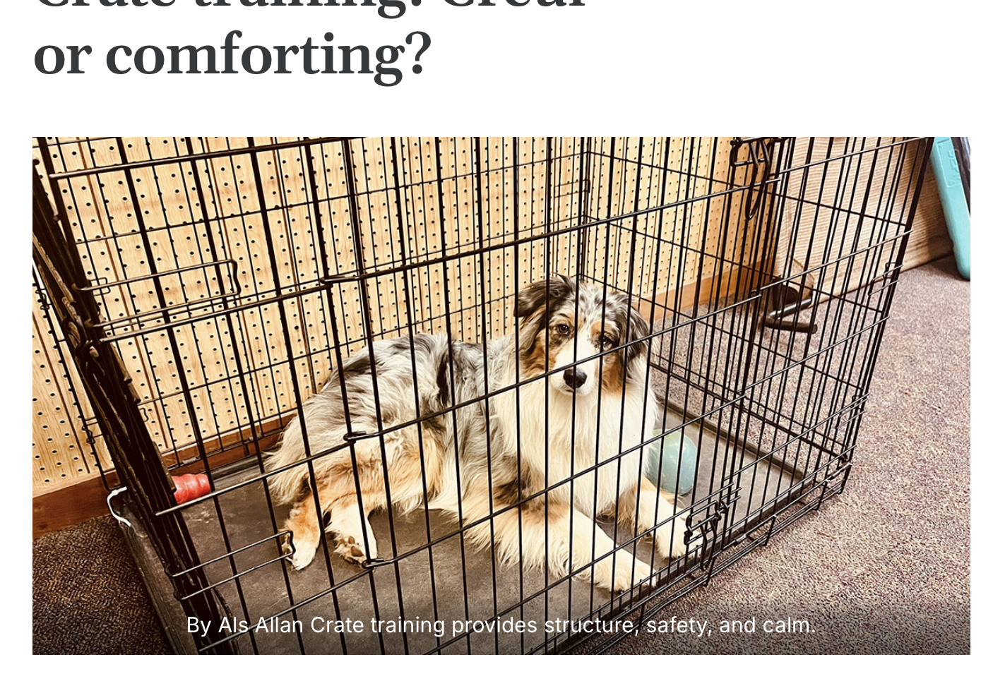Australian Shepherd looking relaxed in a crate