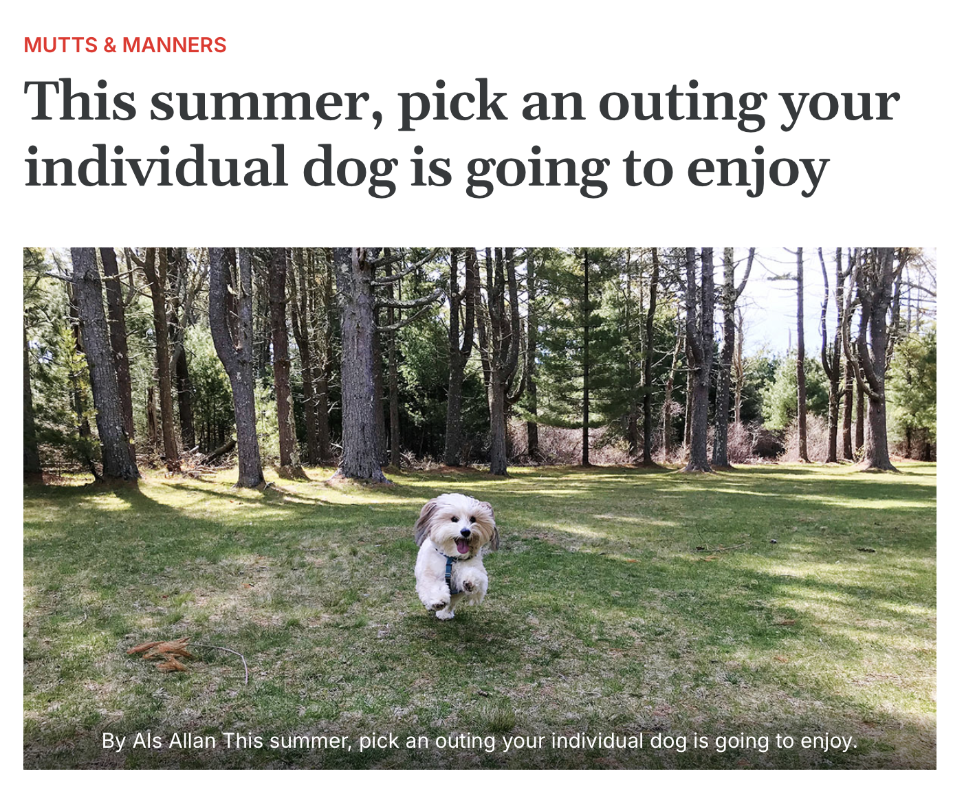 Dog happily running through the woods