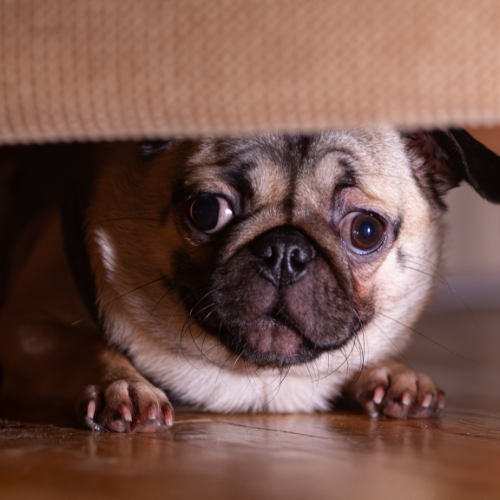 Pug hiding under the bed