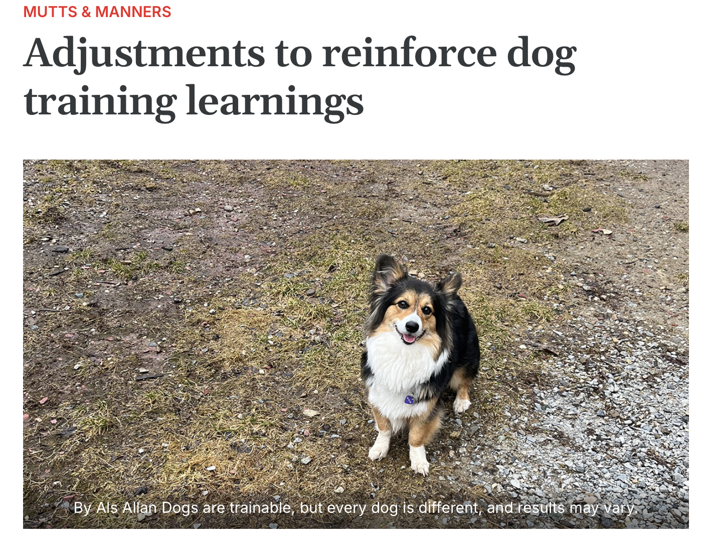 Happy Corgi looking up at camera