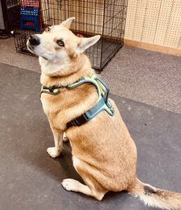 Dog wearing harnesss - shown from the back