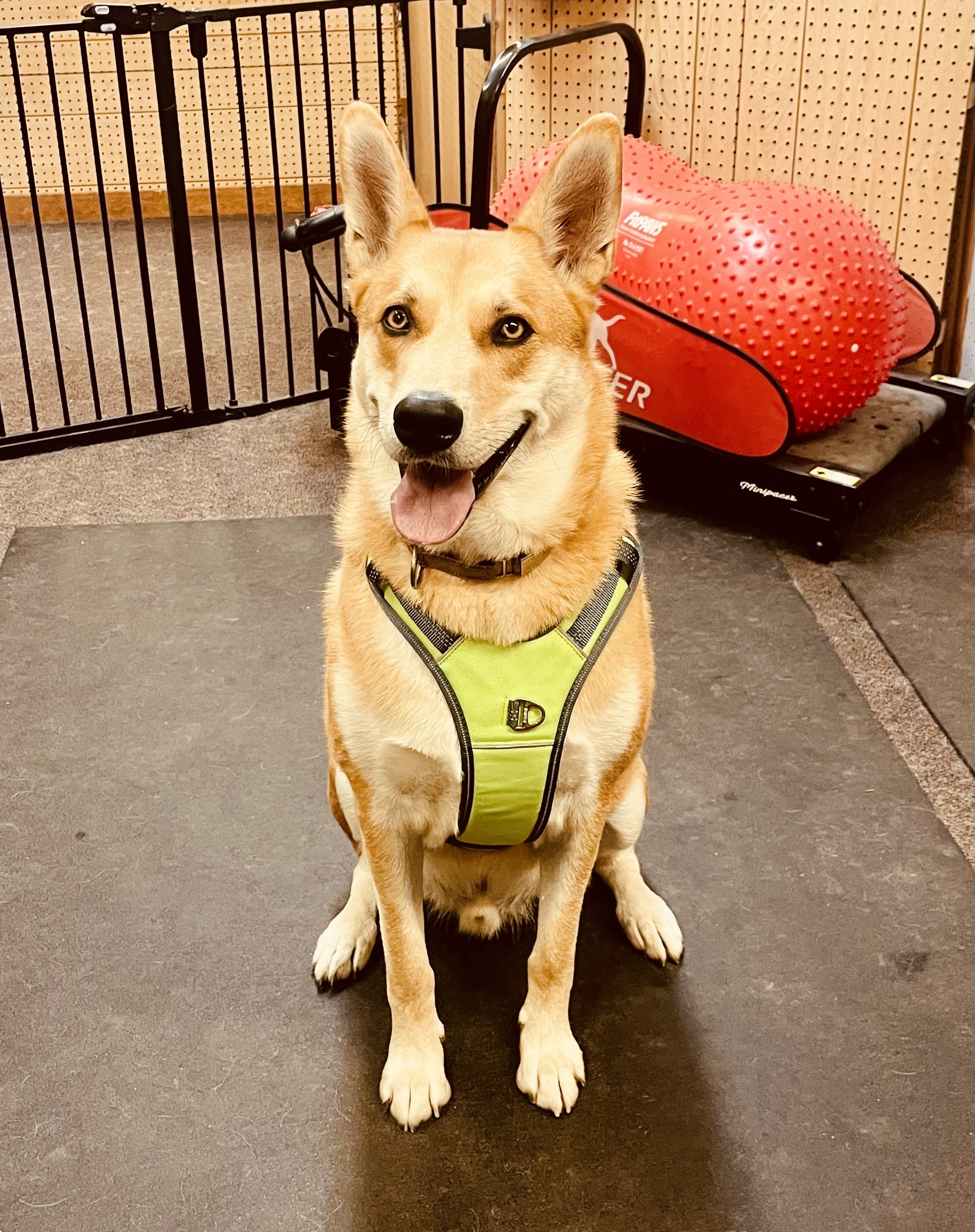 Yellow dog wearing a mighty paw harness