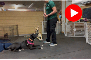 Black dog wearing harness looking at trainer