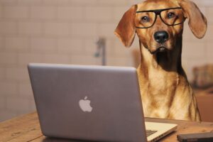 Dog wearing glasses & sitting at laptop