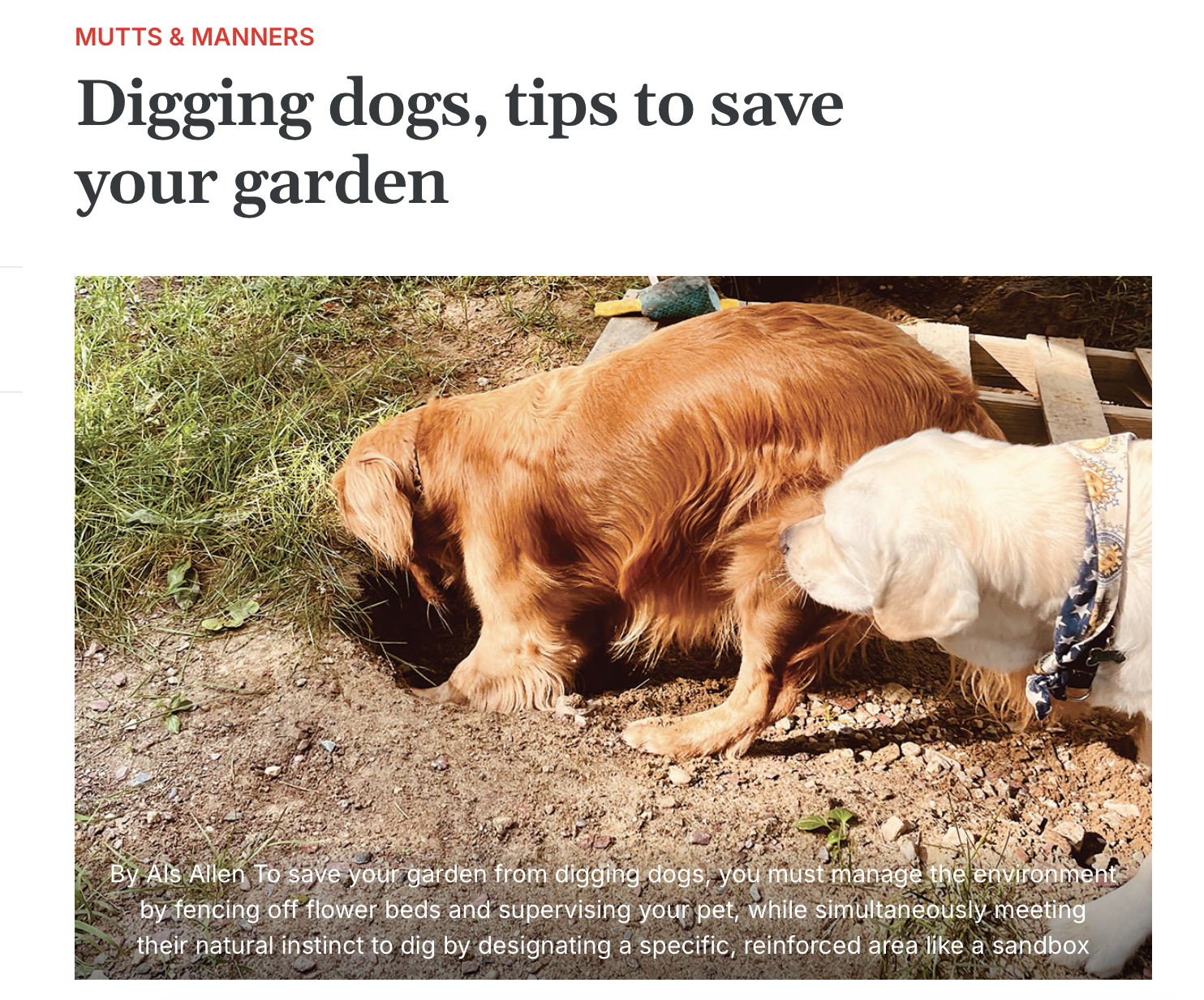 Mountainside Mutts Digging Golden Retriever digging in soil