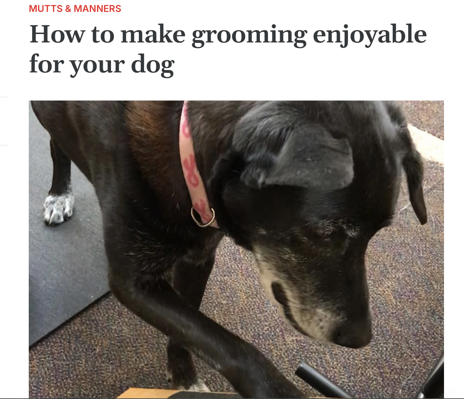 Mountainside Mutts grooming